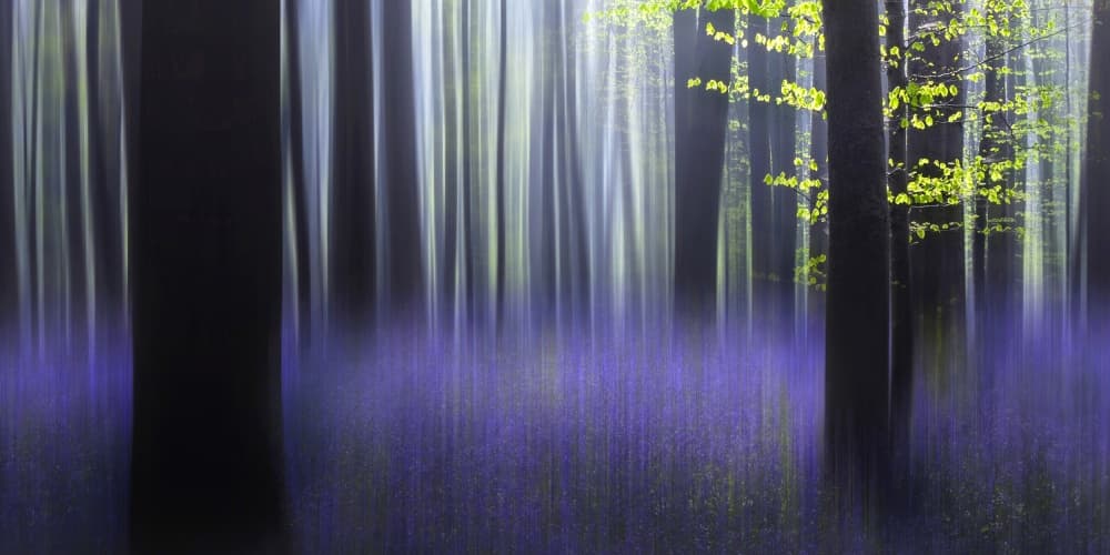 Dreamy Bluebell Forest by Wil Mijer — canvas wall art
