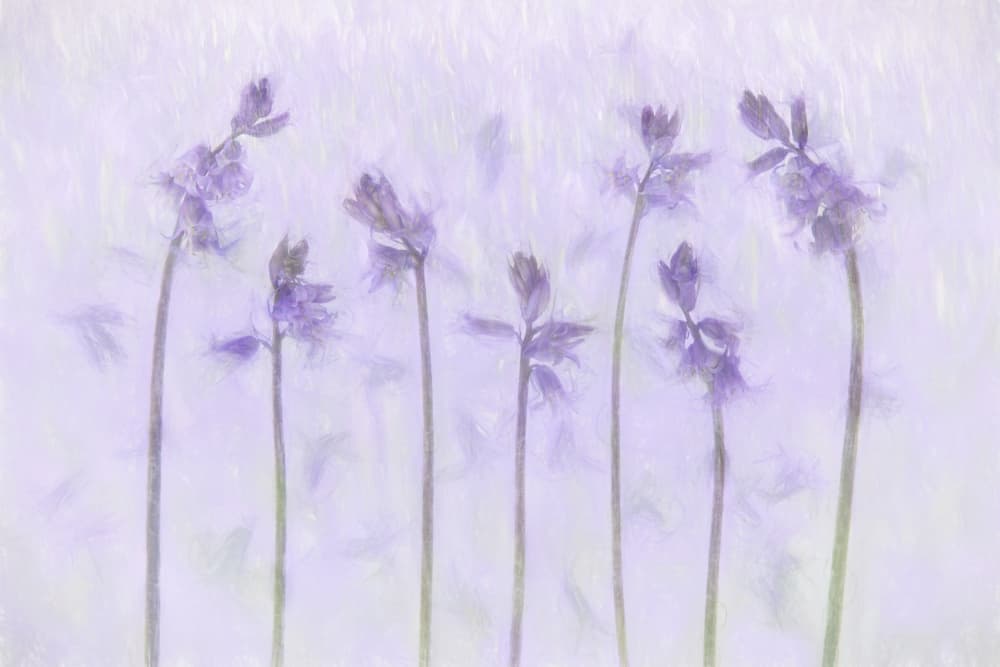 Delicate Purple Flowers by brigitte van krimpen — canvas wall art