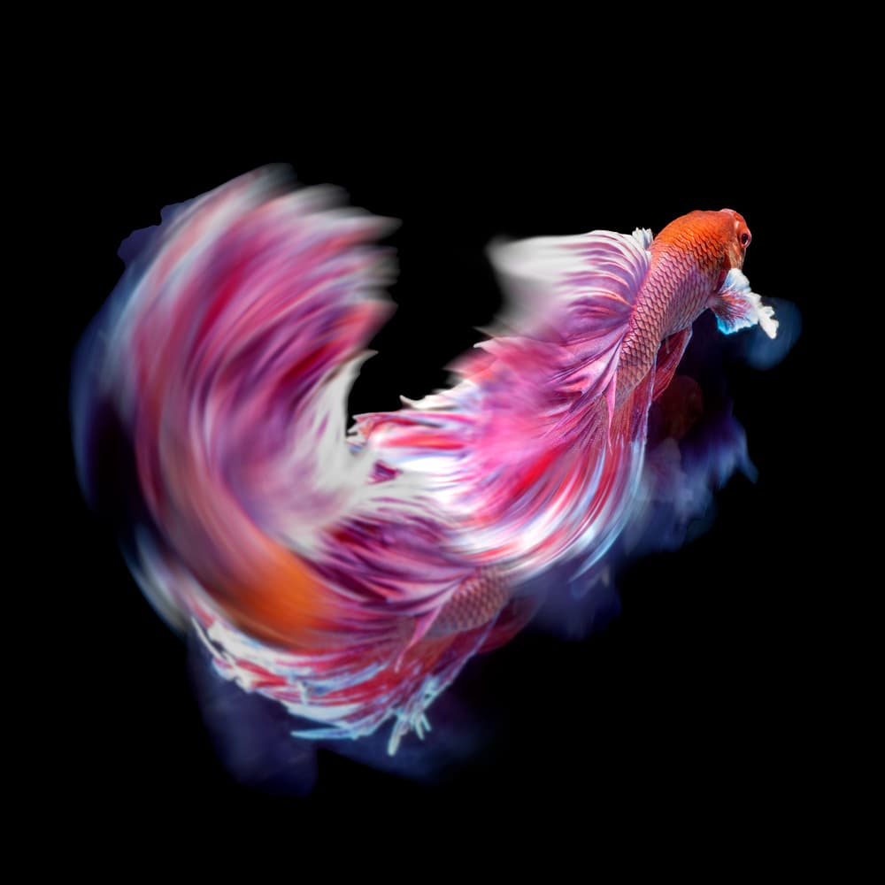 Elegant Flowing Betta by Antonyus Bunjamin (Abe) — canvas wall art