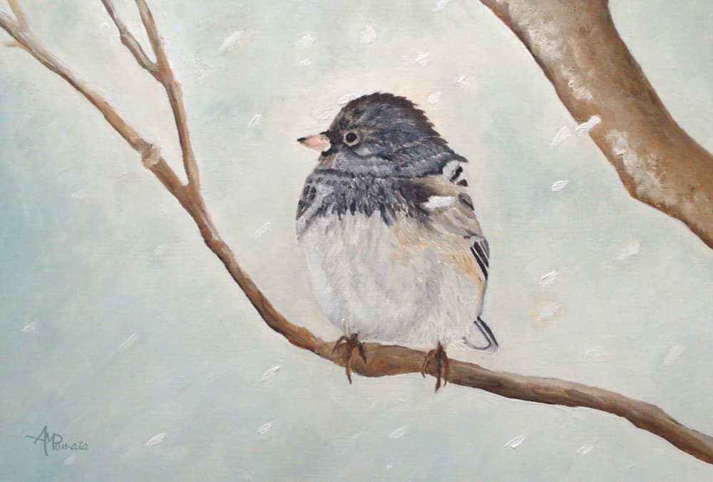 Winter Junco Bird by Angeles M. Pomata — canvas wall art