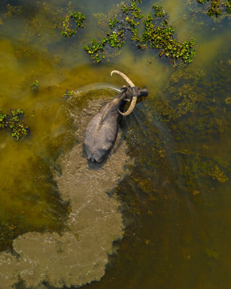 Wild Water Buffalo by Jyoti Prakash Sarmah — canvas wall art