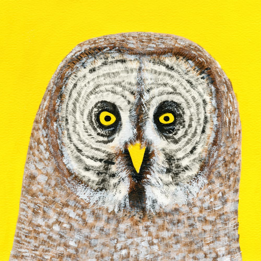 Great Grey Owl Stare by Martina Scott — canvas wall art