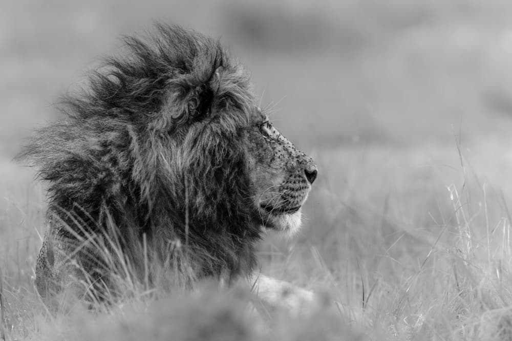 Majestic Lion Profile by Massimo Mei — canvas wall art