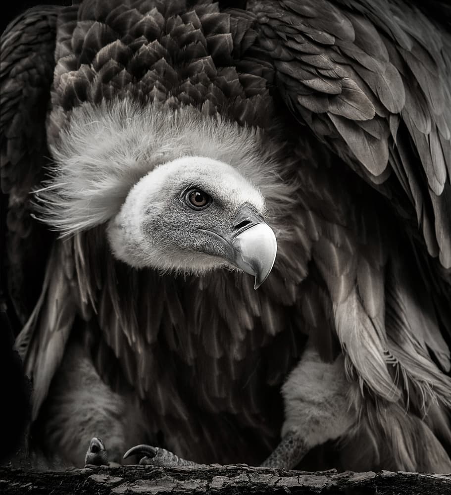 Majestic Vulture Portrait by Chris Coenders — canvas wall art