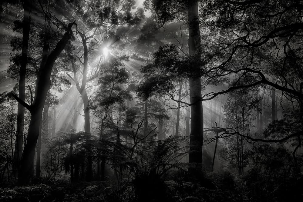 Sun Rays Through Mist by Mathilde Guillemot — canvas wall art