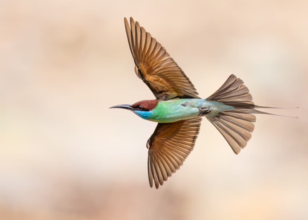Vibrant Bird Flight by Alex Li — canvas wall art