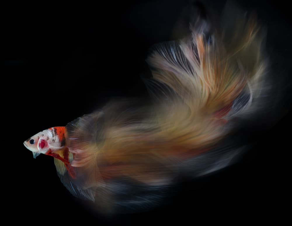 Vibrant Betta Flow by Rawisyah Aditya — canvas wall art