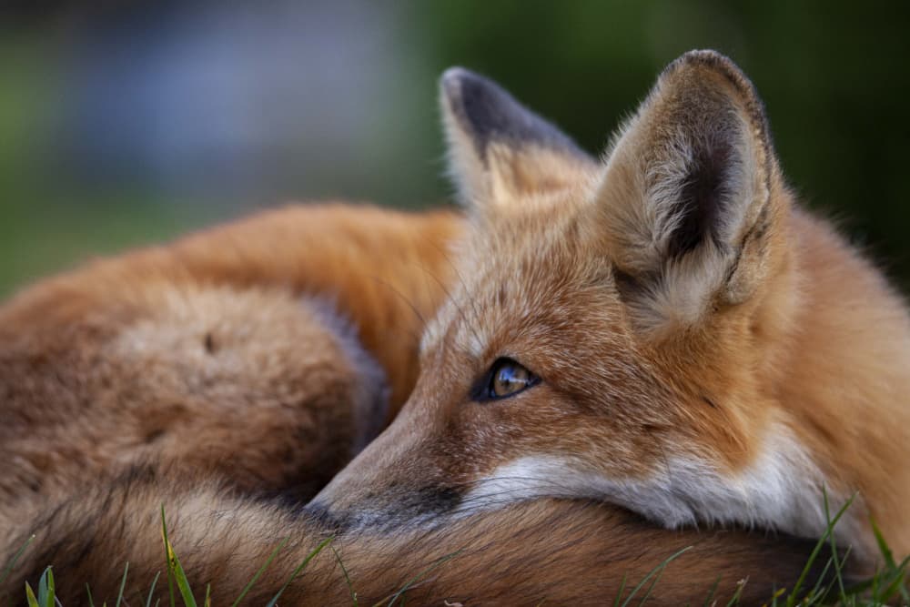 Peaceful Red Fox by Hassan Dehdaran Jabry — canvas wall art