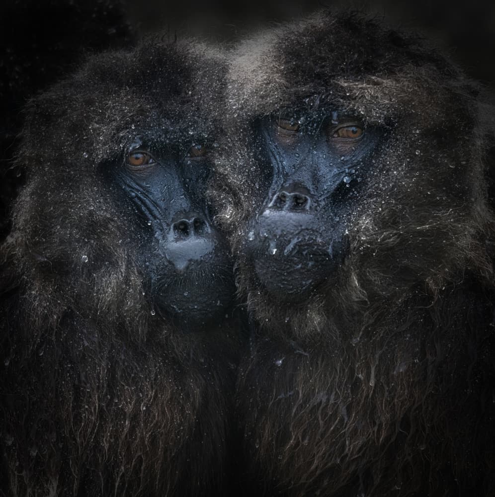 Huddled Forest Primates by Roberto Marchegiani — canvas wall art