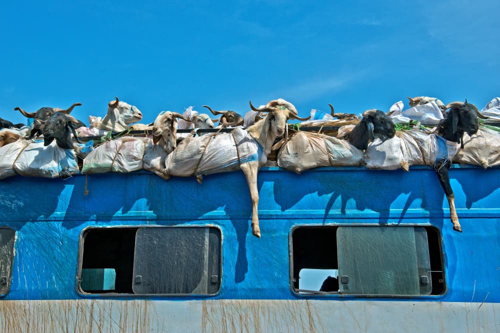 Goats on a Train by Mark Boyle — canvas wall art