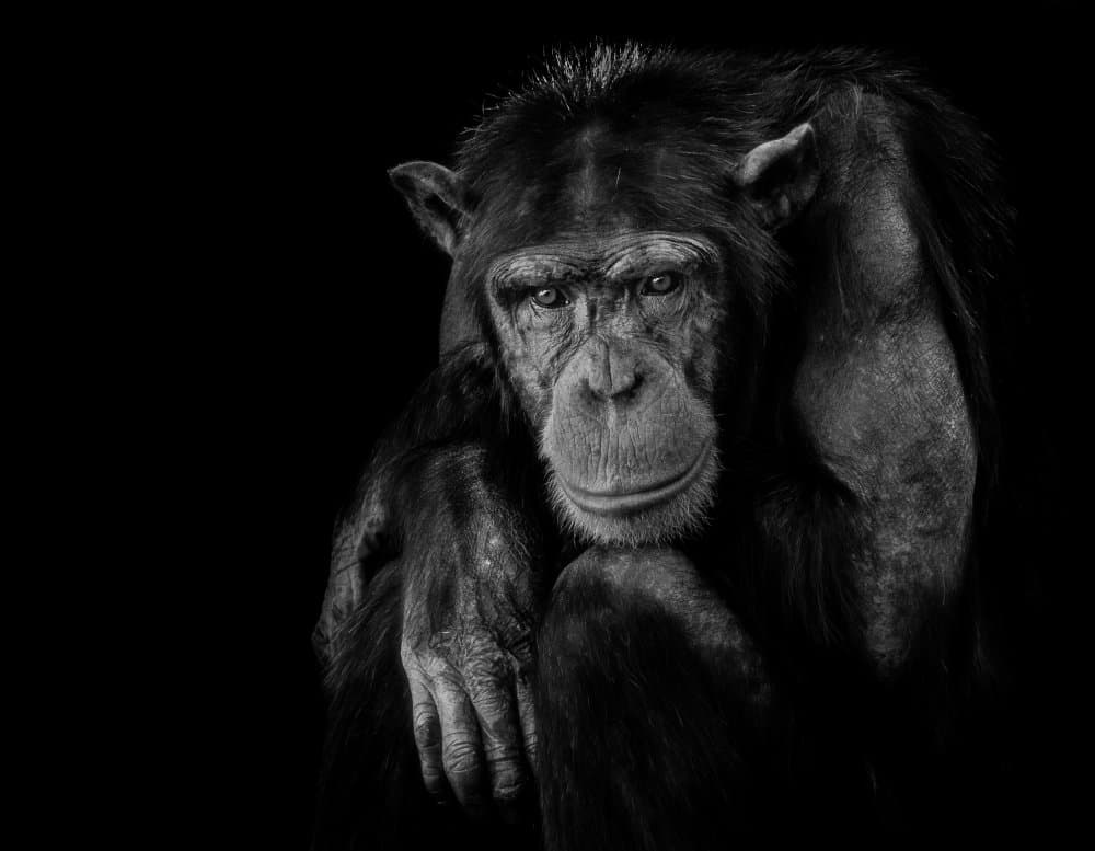 Pensive Chimpanzee Portrait by Nauzet Baez Photography — canvas wall art