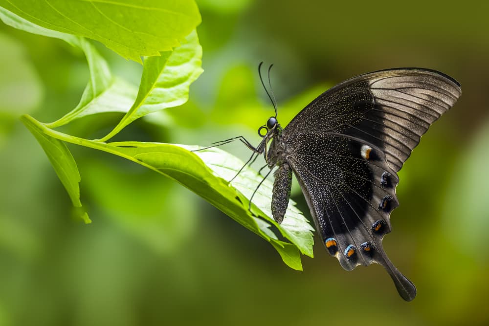 Graceful Black Butterfly by Hardik Pandya — canvas wall art