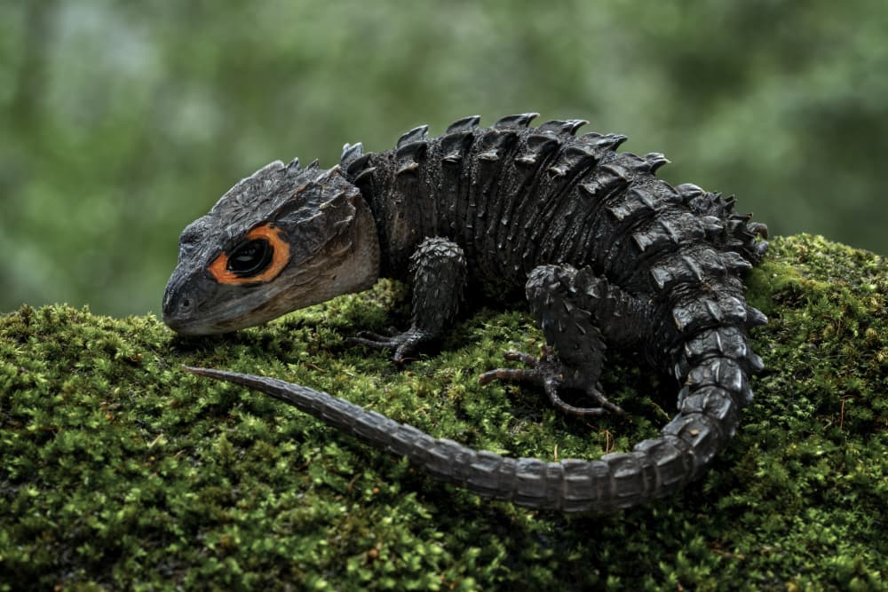 Orange Eyed Dragon Skink by Tantoyensen — canvas wall art