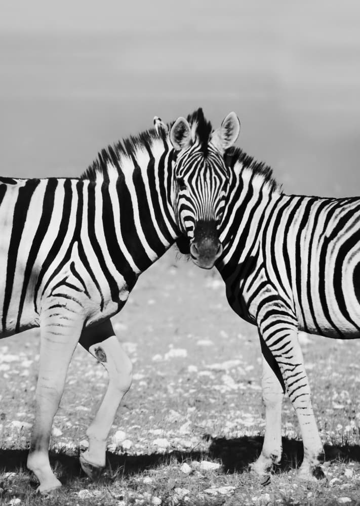 Zebra Pair Connection by Lisa D. Tang — canvas wall art