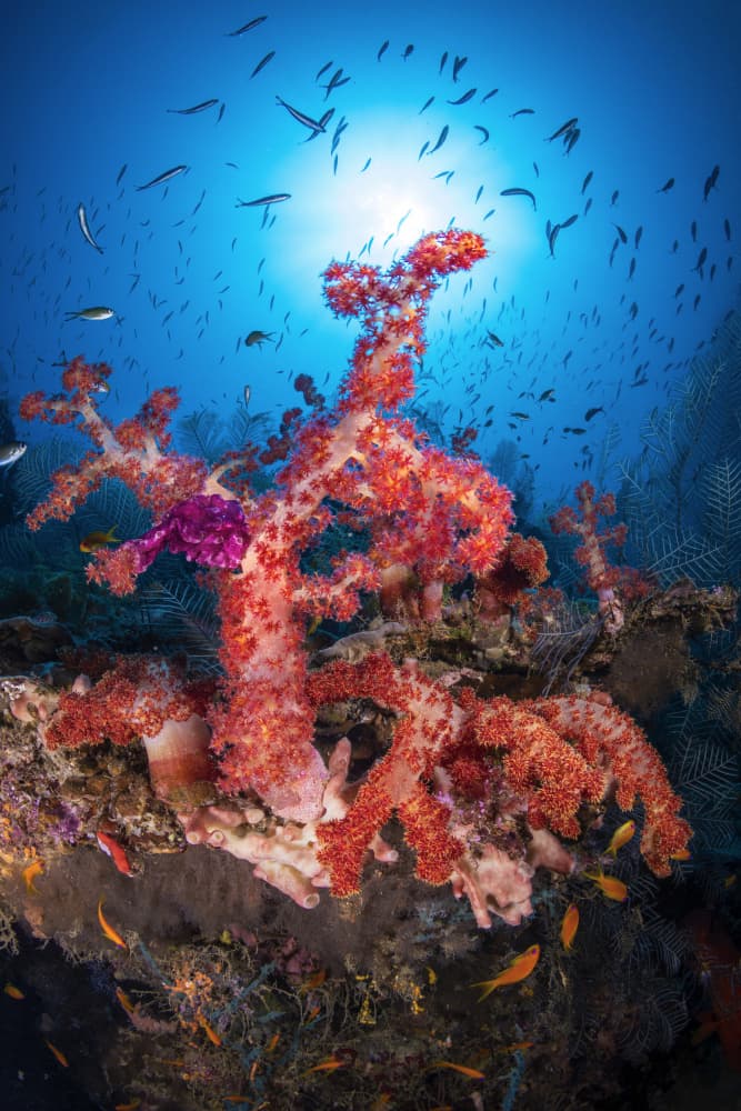 Sunlit Coral Reef by Barathieu Gabriel — canvas wall art