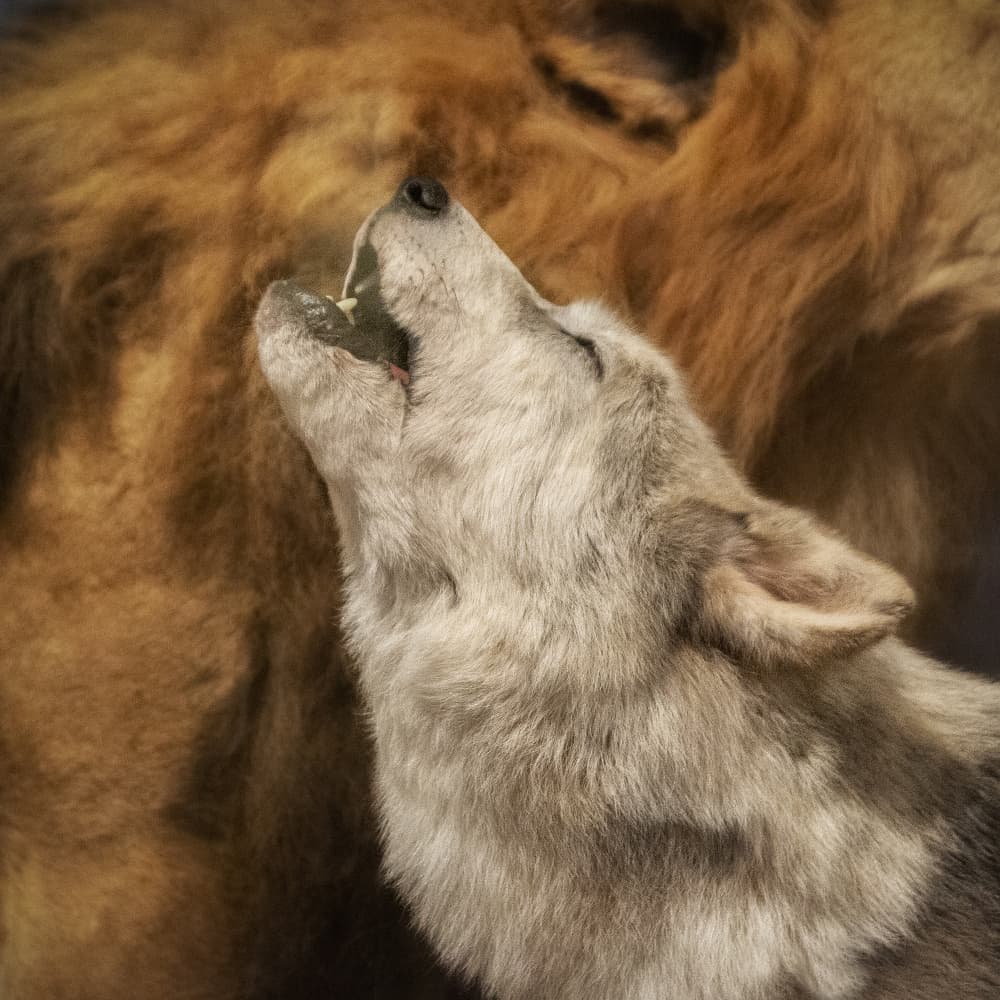 Howling Wolf by Jan Donckers — canvas wall art