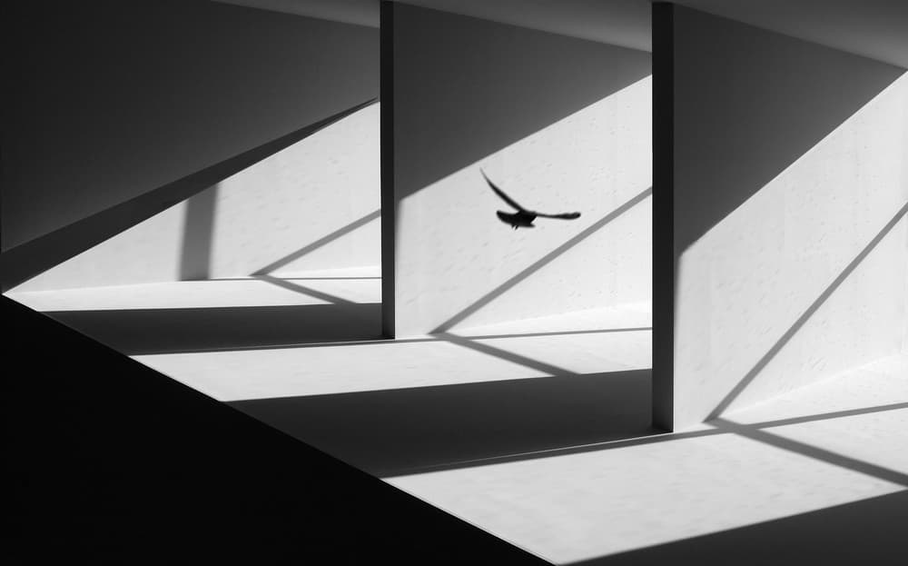 Flying Bird Geometric Shadows by Huib Limberg — canvas wall art