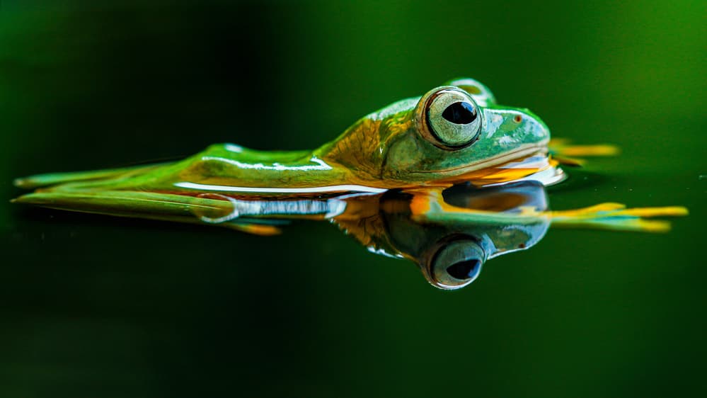 Green Frog Reflection by Andi Halil — canvas wall art