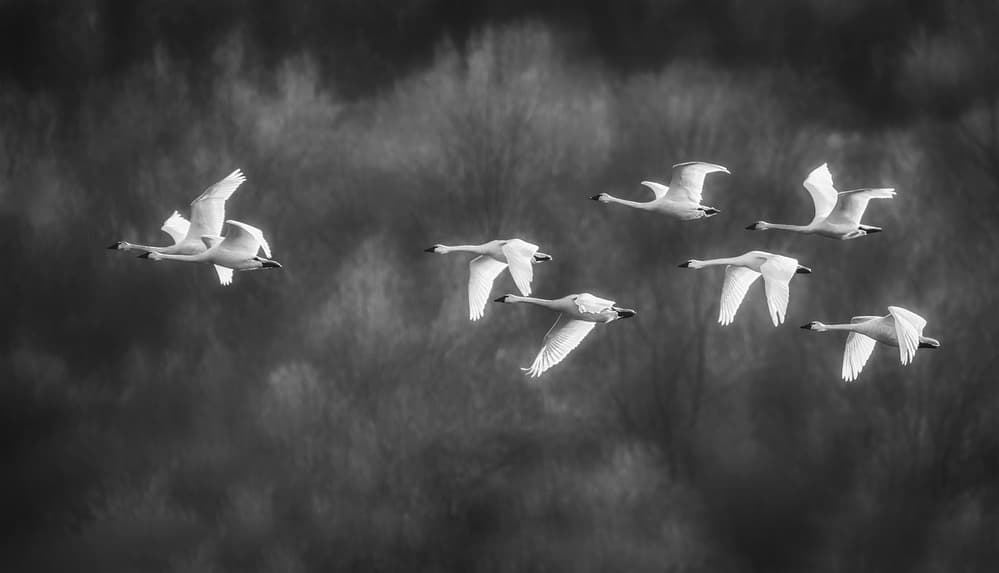 Majestic Swans Flying by Xiaobing Tian — canvas wall art
