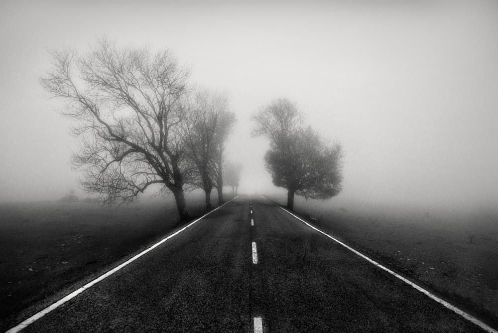 Bare Trees Foggy Road by Fran Osuna — canvas wall art