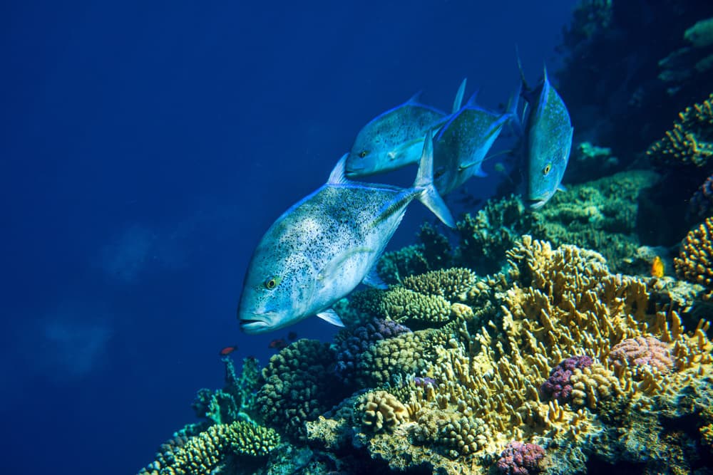 Blue Fish Coral Reef by Alessandro Catta — canvas wall art