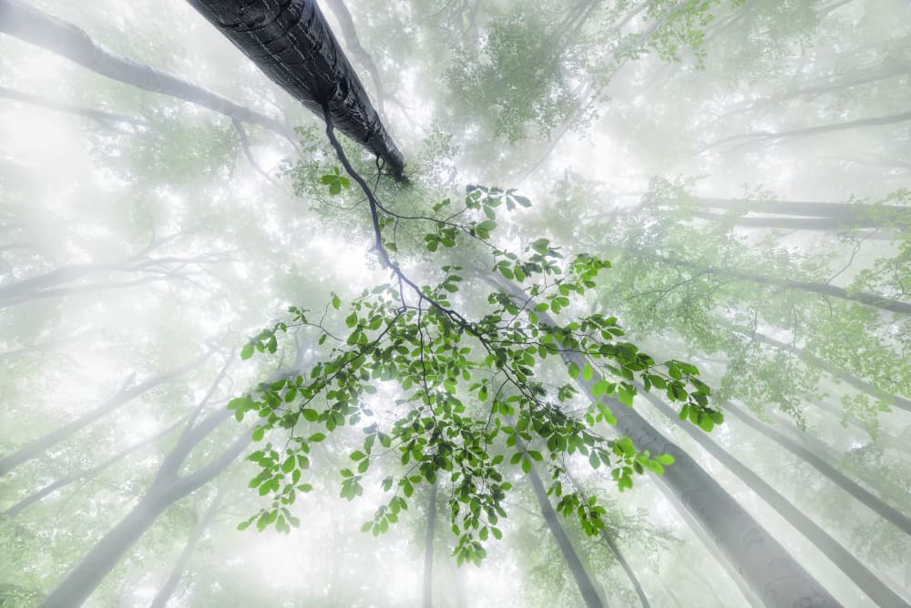 Misty Forest Canopy by Tom Pavlasek — canvas wall art