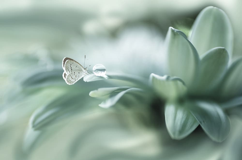 Delicate Butterfly Dew by Arief Setiawan — canvas wall art