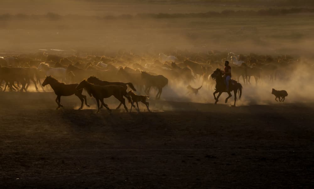 Running Horses Golden Hour by Ramiz Sahin — canvas wall art