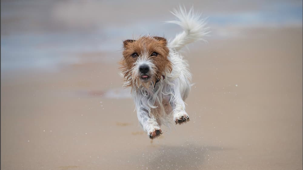 Bounding Beach Dog by Emanuel Papamanolis — canvas wall art