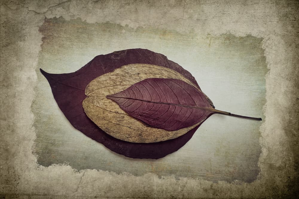 Layered Autumn Leaves by Cicek Kiral — canvas wall art