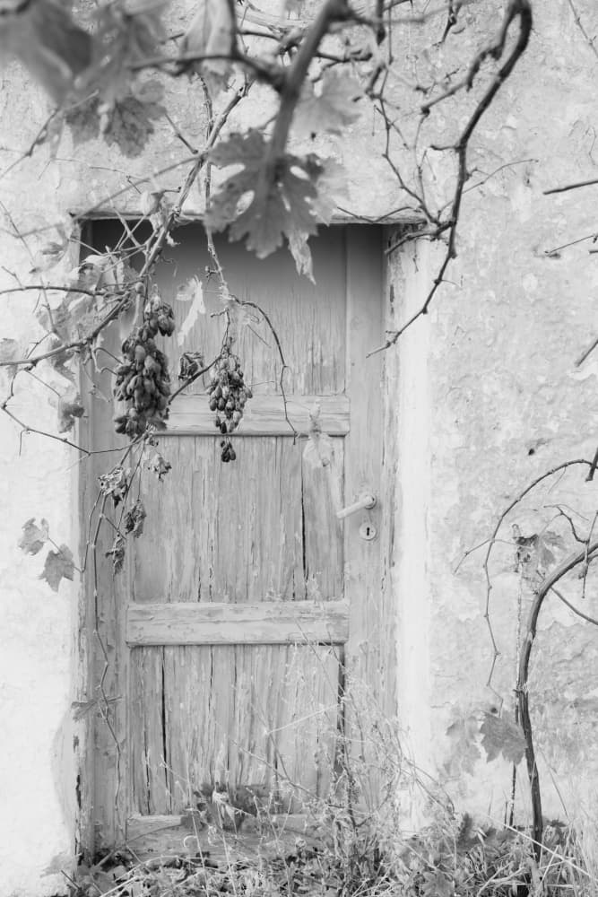Rustic Door Grapevine by Courtney Crane — canvas wall art