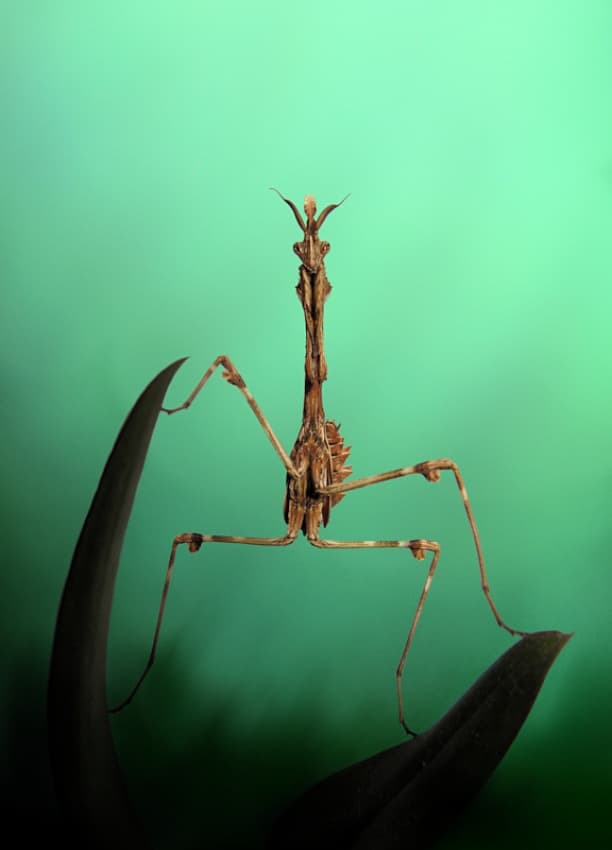 Upright Praying Mantis by Jimmy Hoffman — canvas wall art
