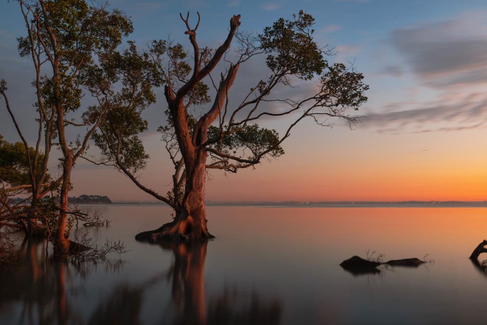 Tranquil Sunset Trees by Emanuel Papamanolis — canvas wall art