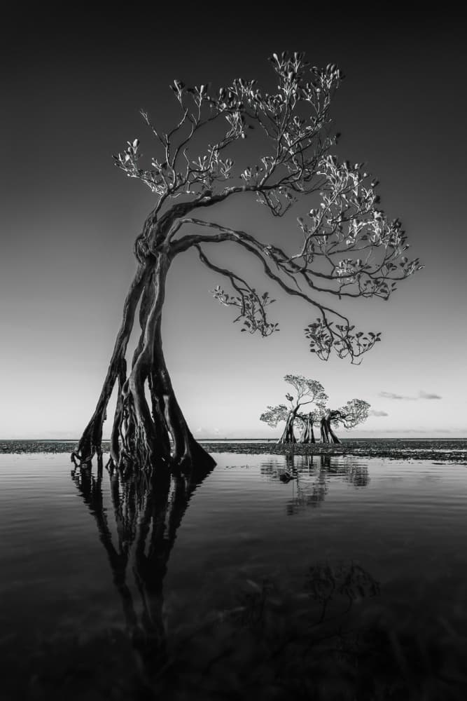 Serene Mangrove Reflection by Irene Wu — canvas wall art