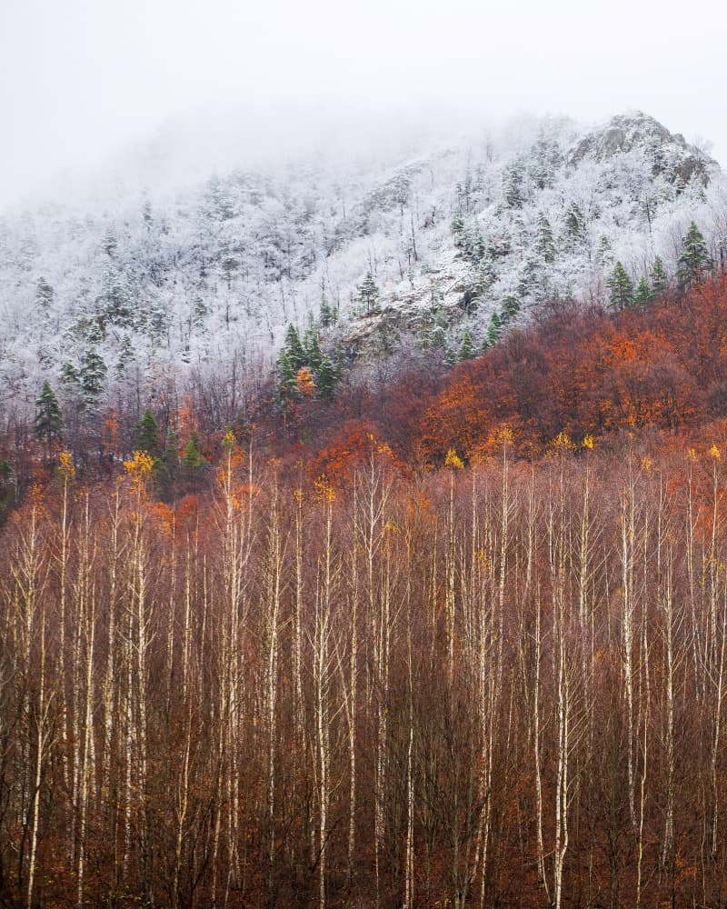 Seasons Meet Mountain Forest by Carmen Barna — canvas wall art