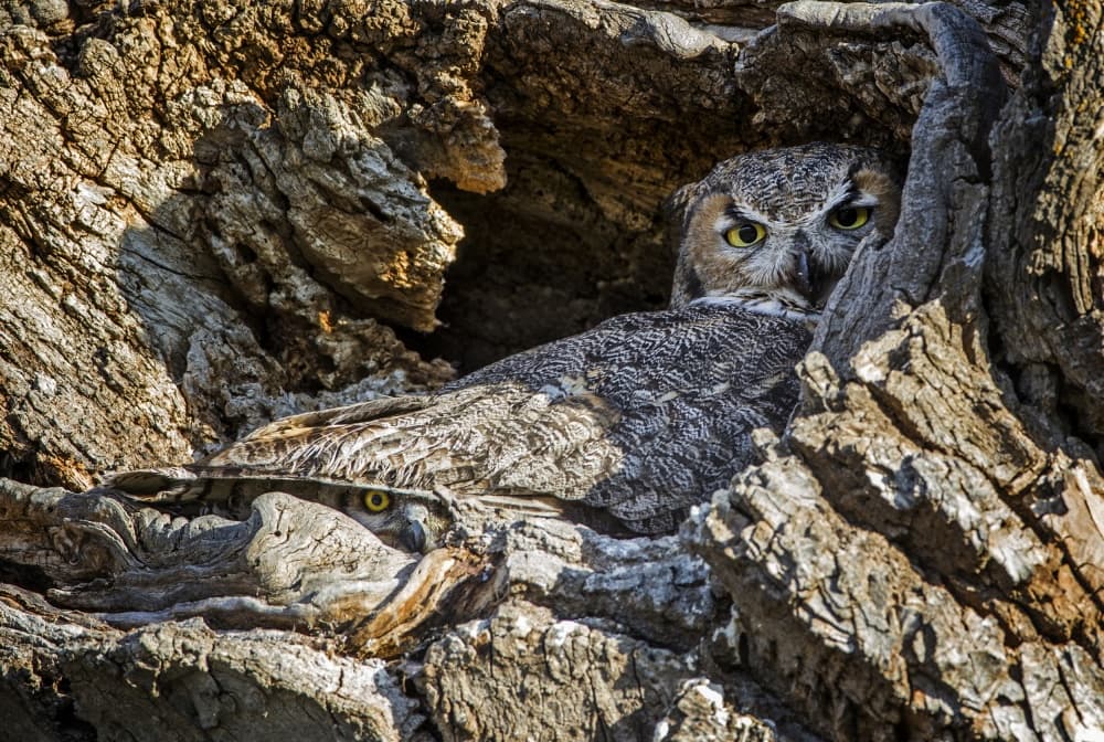 Hidden Forest Owls by verdon — canvas wall art