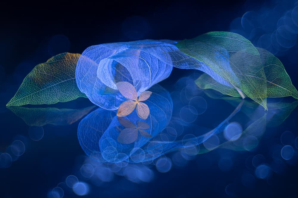 Ethereal Blue Leaf Glow by Igor Kopcev — canvas wall art