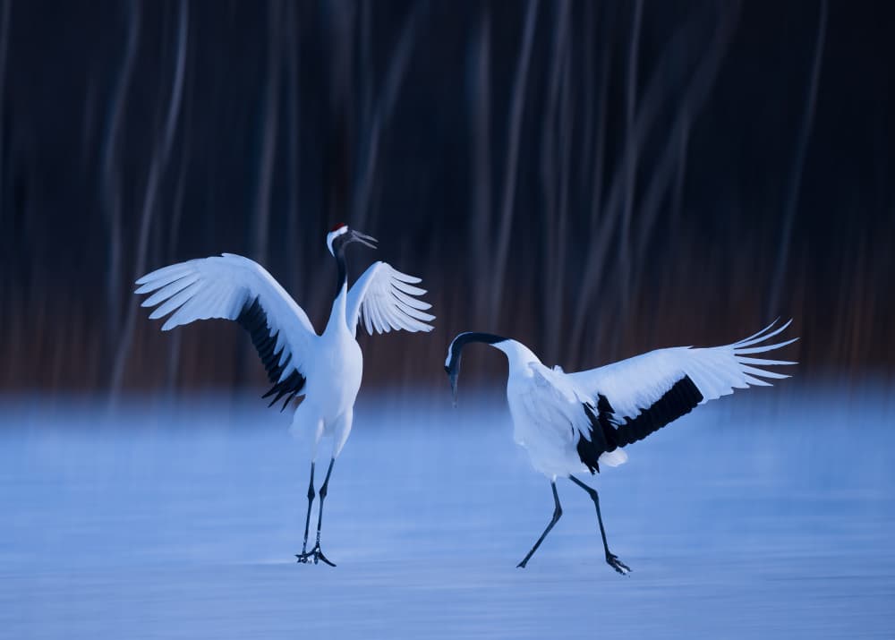 Red-Crowned Crane Dance by Chao Feng 天馬 — canvas wall art