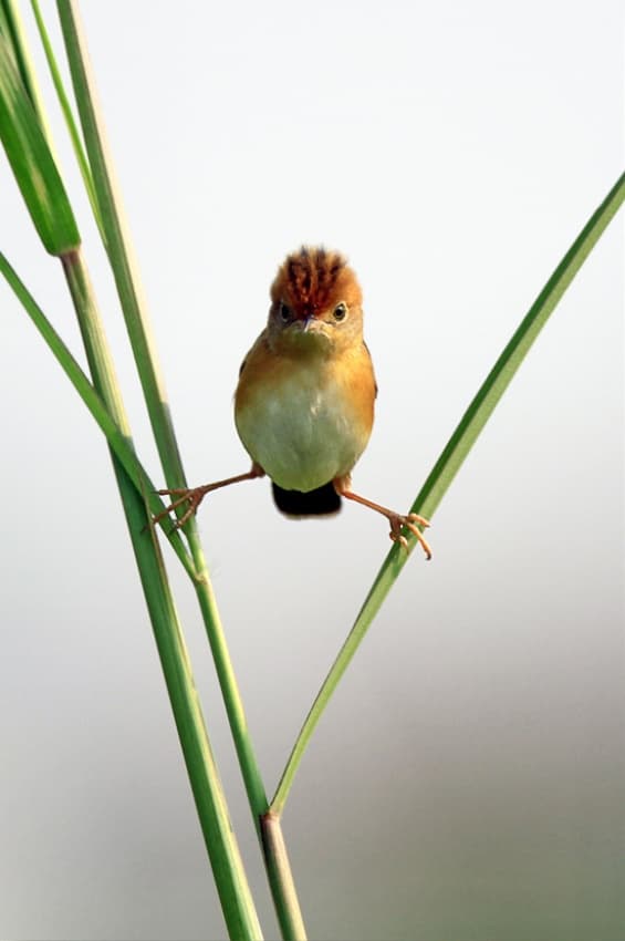 Curious Crested Bird