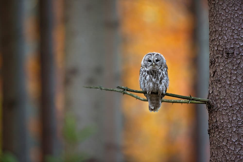 Autumn Owl Gaze by Milan Zygmunt — canvas wall art