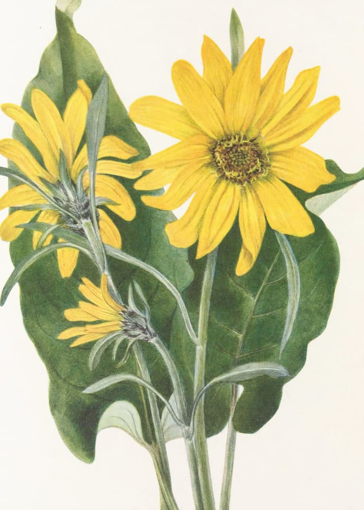 Balsamroot From North American Wildflowers (1925) By Mary Vaux Walcott by Mary Vaux Walcott — canvas wall art