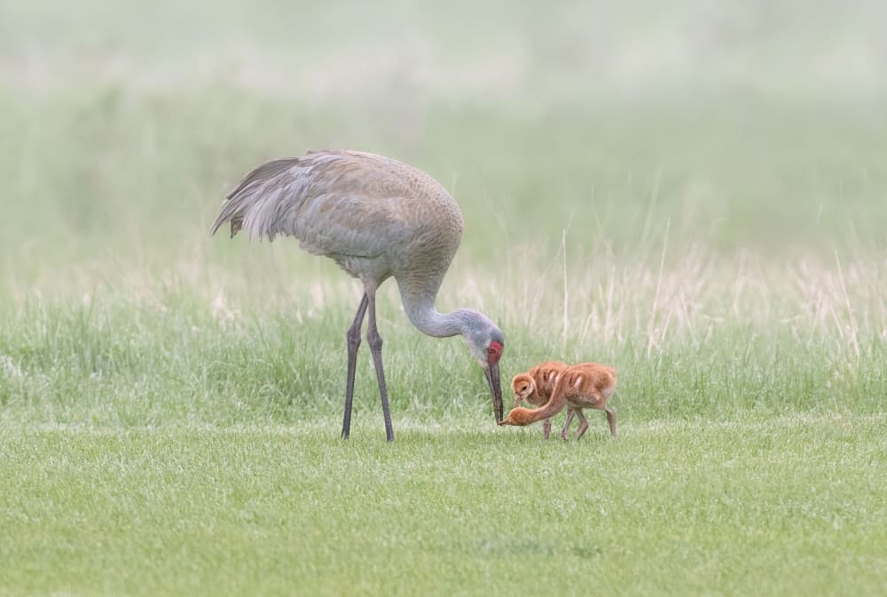 Sandhill Crane And Chick by Larry Deng APA — canvas wall art