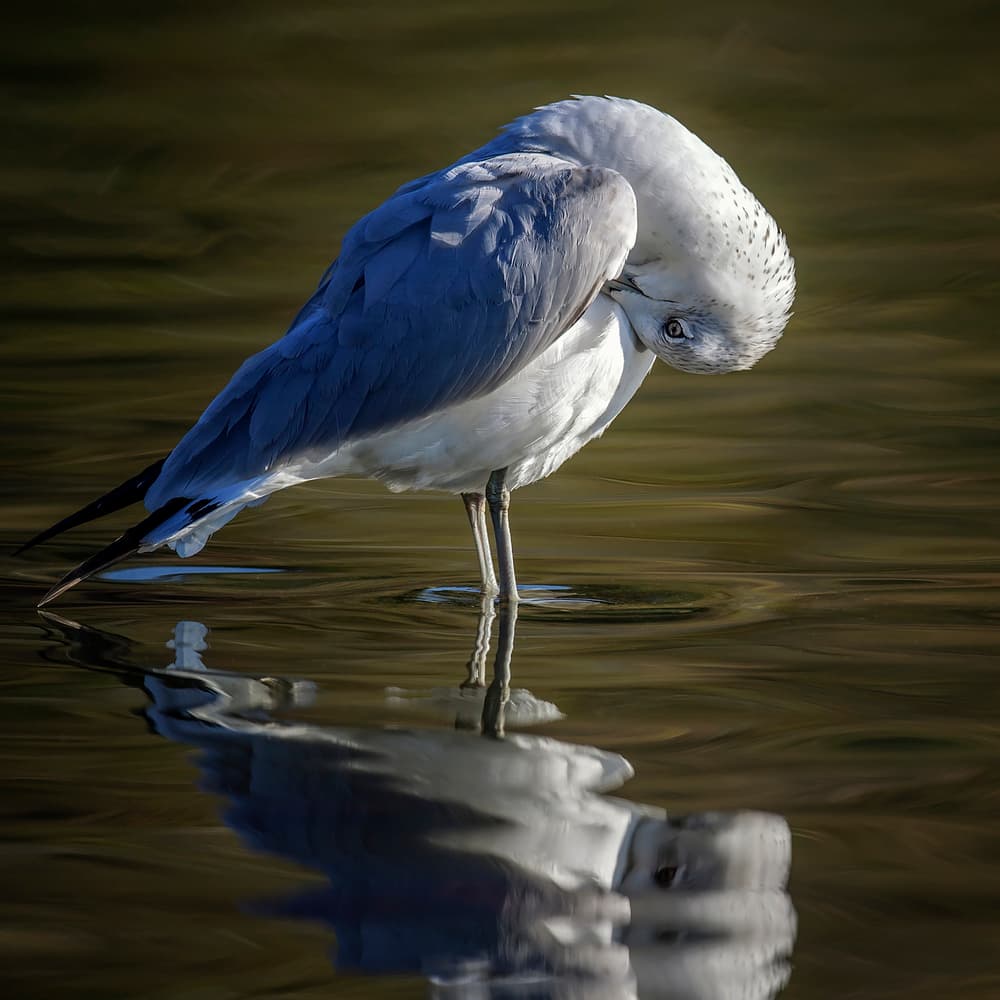 Serene Bird Reflection by David H Yang — canvas wall art