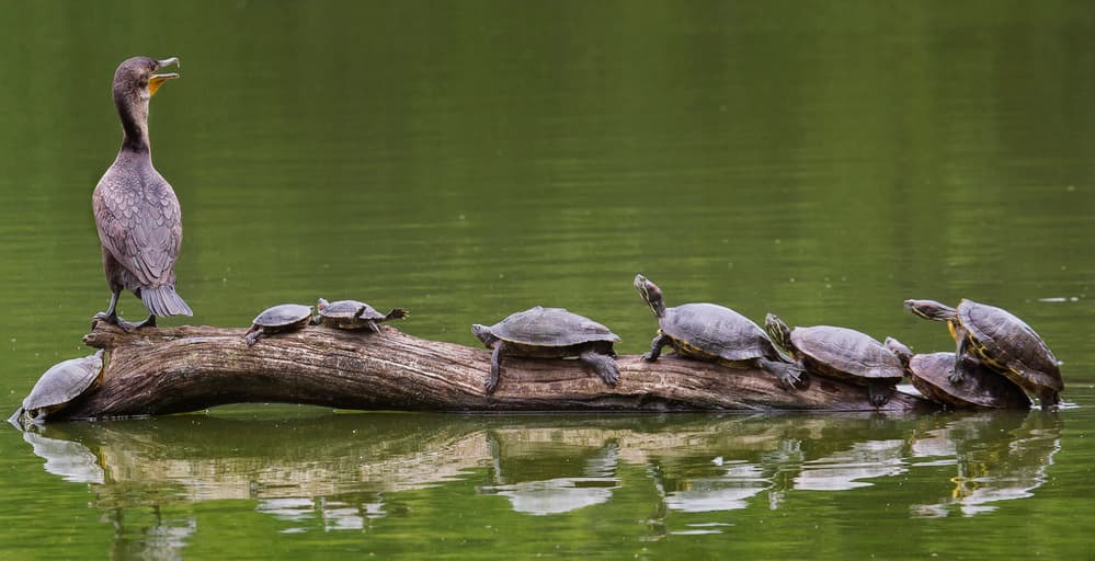 Cormorant And Basking Turtles by Michael Castellano — canvas wall art