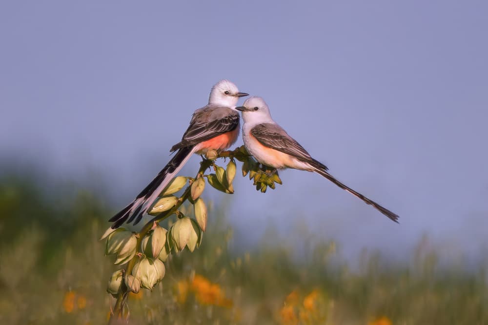 Scissor-tailed Flycatcher Pair by Qing Zhao — canvas wall art