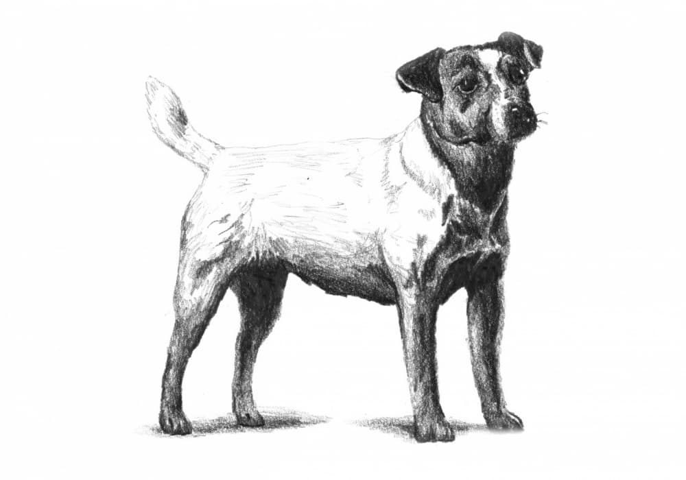 Classic Terrier Drawing by Kulik — canvas wall art