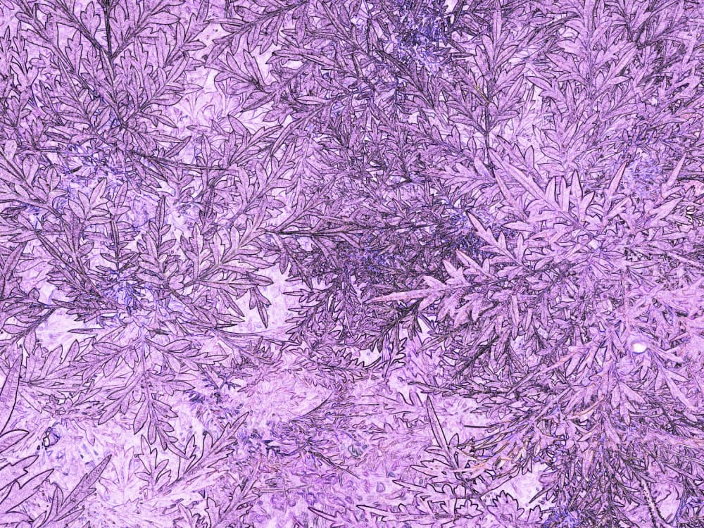 Purple Leaf Pattern by Santhosh ch — canvas wall art