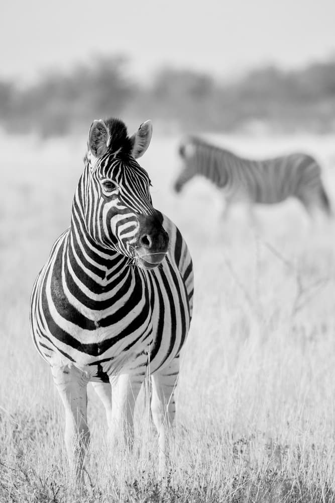 Wild Zebra Stare by Hannes Bertsch — canvas wall art