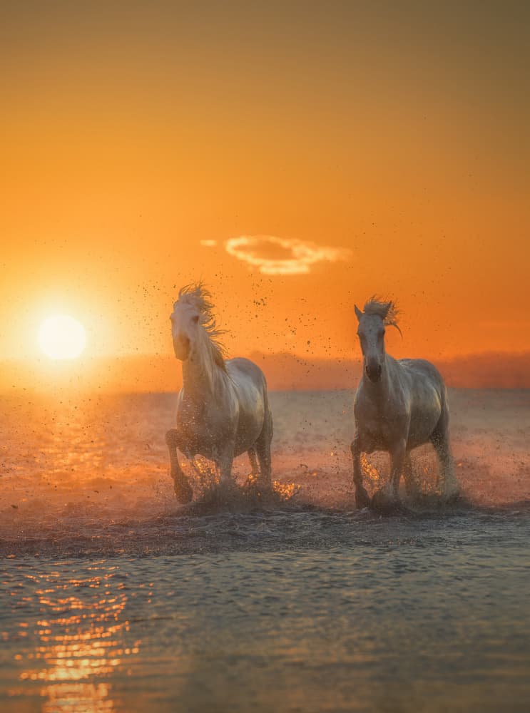 Golden Hour Horses Splash by joanaduenas — canvas wall art