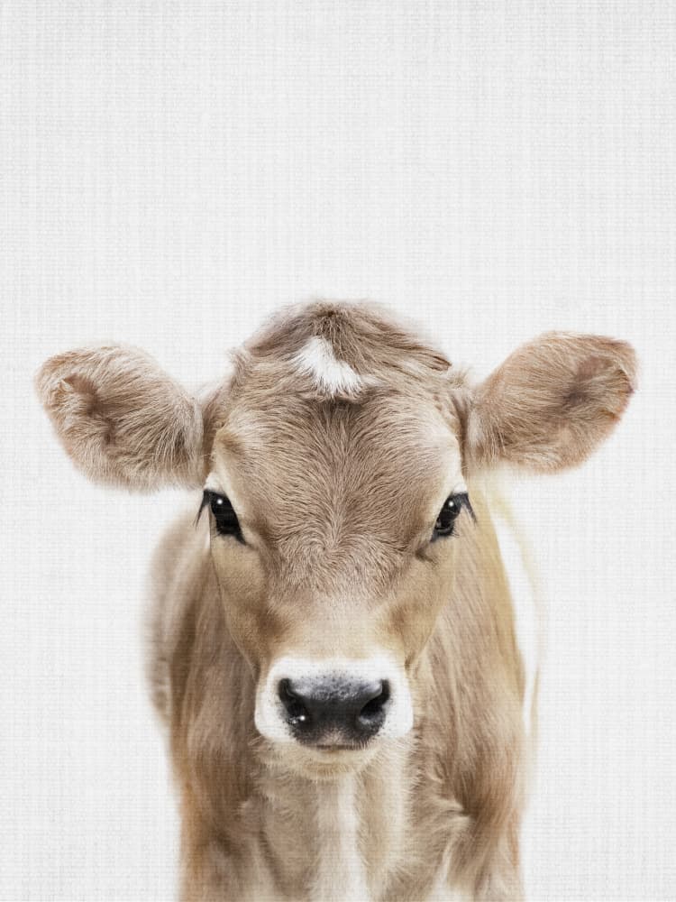 Cute Baby Calf by Lila &amp; Lola — canvas wall art